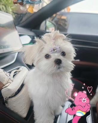 maltese Toy maschio