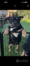 American bully pocket