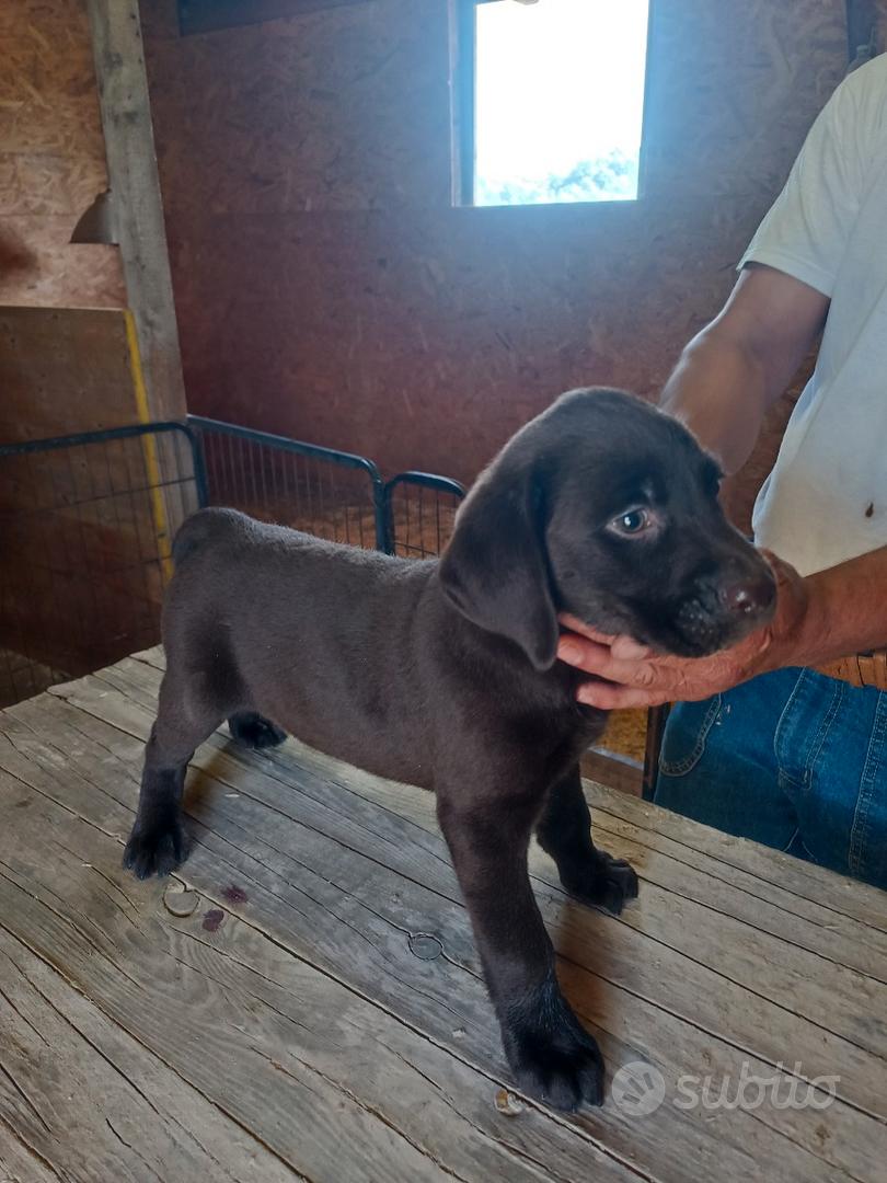 Labrador Retriver cuccioli con pedigree - Animali In vendita a Pisa