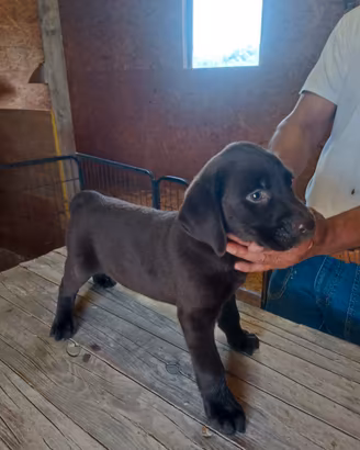 Labrador Retriver cuccioli con pedigree