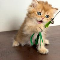 BRITISH LONGHAIR - Cucciolo di razza con pedigree