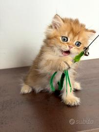 BRITISH LONGHAIR - Cucciolo di razza con pedigree