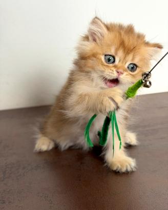 BRITISH LONGHAIR - Cucciolo di razza con pedigree