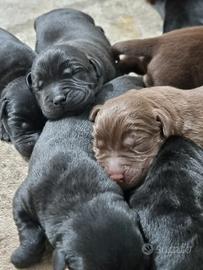 Cuccioli di labrador retriever