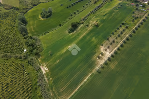 TER. AGRICOLO A BELLANTE