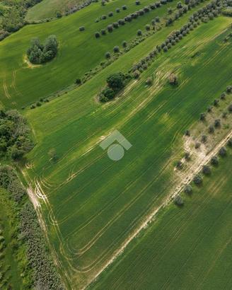 TER. AGRICOLO A BELLANTE