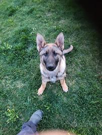 Cuccioli pastore tedesco