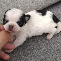 Chihuahua cuccioli piccolissimi