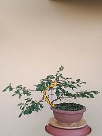 Pre bonsai quercia roverella