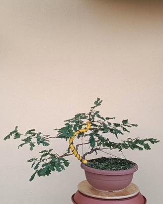 Pre bonsai quercia roverella