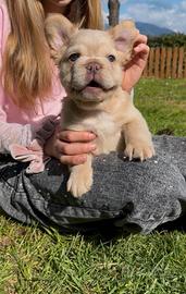 Bulldog francese fluffy e big rope alta genealogia