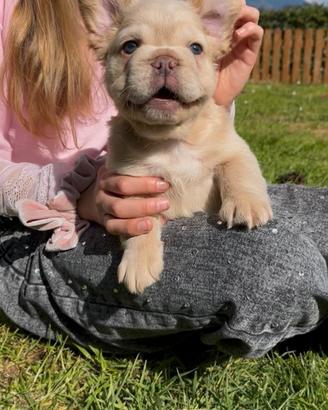 Bulldog francese fluffy e big rope alta genealogia