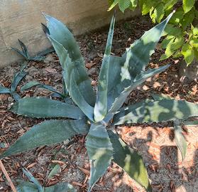 Piante di agave e succulente