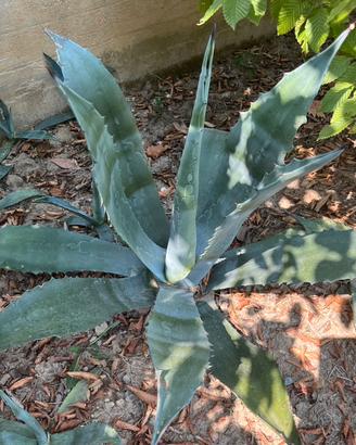 Piante di agave e succulente