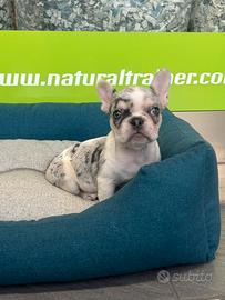 Bulldog francese