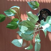 Pothos Marble Queen
