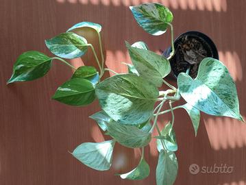 Pothos Marble Queen