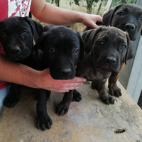 Cuccioli di cane corso