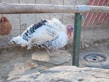 Tacchino maschio