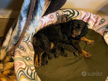 Cuccioli di cavalier king nero focato