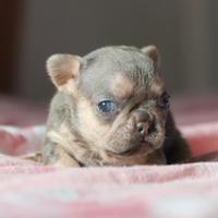 Cucciole di Bouledogue Francese