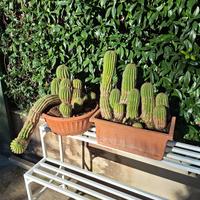 echinocereus gruppo grande 