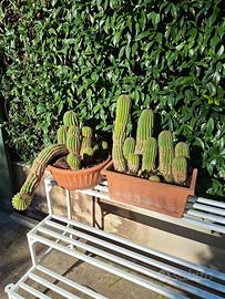 Trichocereus gruppo grande 