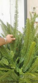 pianta Felce gigante 