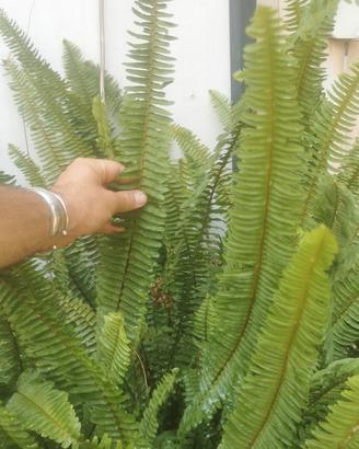 pianta Felce gigante 