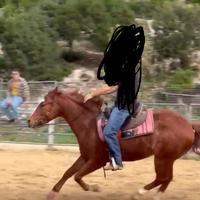 Quarter Horse di 4 anni