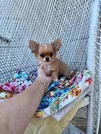 Chihuahua maschietto