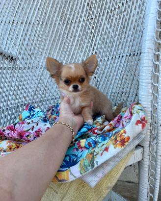Chihuahua maschietto