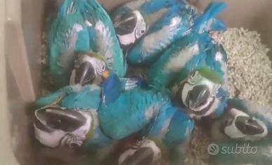 Pappagalli adulti e imbecco