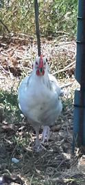 gallo razza sussex 