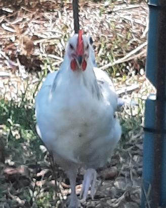 gallo razza sussex 