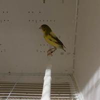 3 canarini da canto timbrado spagnolo 2025