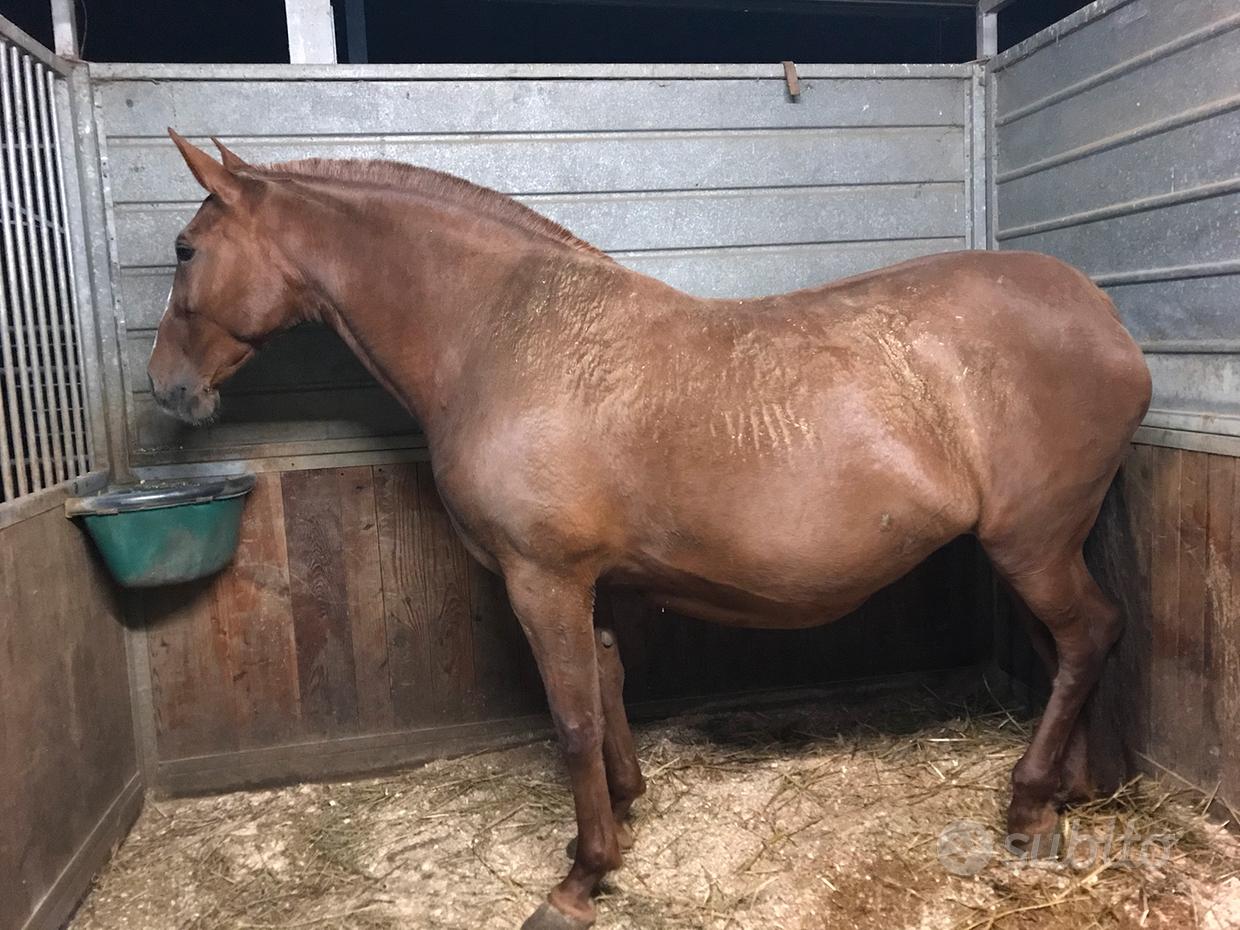 Truciolo depolverizzato per lettiera cavalli - Animali In vendita a Bergamo