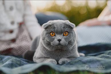 Scottish fold