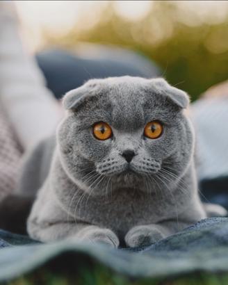 Scottish fold