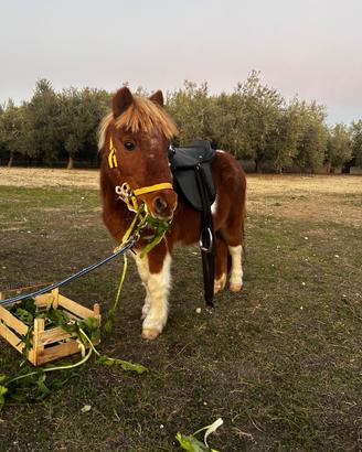 Cavallo