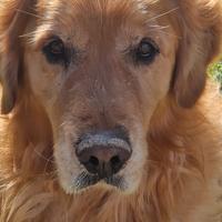 Golden retriever in canile. Ormai si vede di tutto