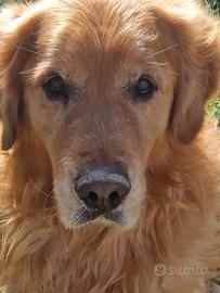 Golden retriever in canile. Ormai si vede di tutto