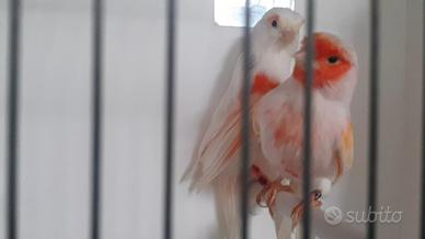 Canarini rosso mosaico