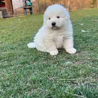 Pastore abruzzese maremmano cuccioli pedigree enci