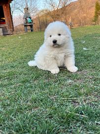 Pastore abruzzese maremmano cuccioli pedigree enci