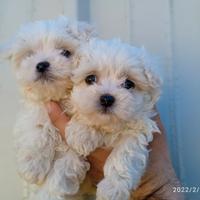 Cuccioli di maltese