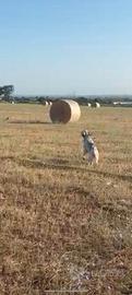 Setter specialista