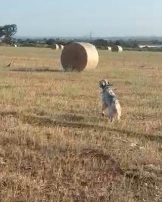 Setter specialista