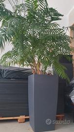 Pianta con il vaso autoirrigante