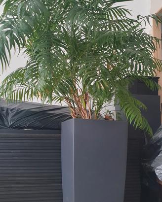 Pianta con il vaso autoirrigante